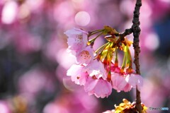 汐入大寒桜～ⅴ