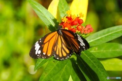 冬の生物園２０２５～ⅵ