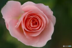 今時のベランダ花～ⅲ