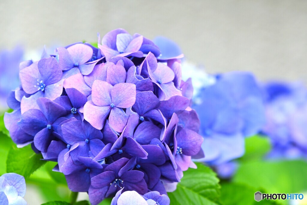旬の華～①