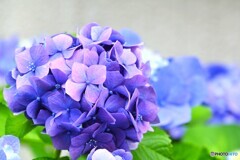 旬の華～①