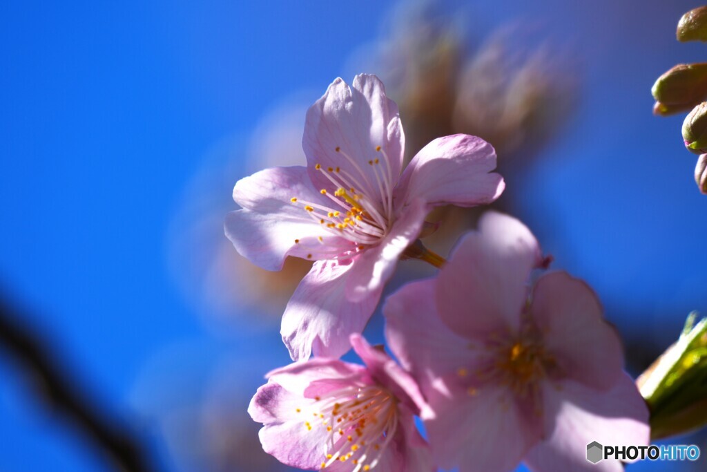 汐入河津桜～ⅳ