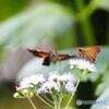 ダリア綾なす秋の園～xix
