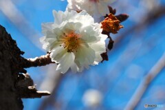 愛は死より強し