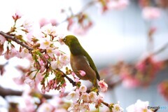 弥生の桜～ⅷ