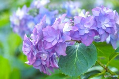 梅雨花～ⅲ