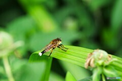 昆虫キラー