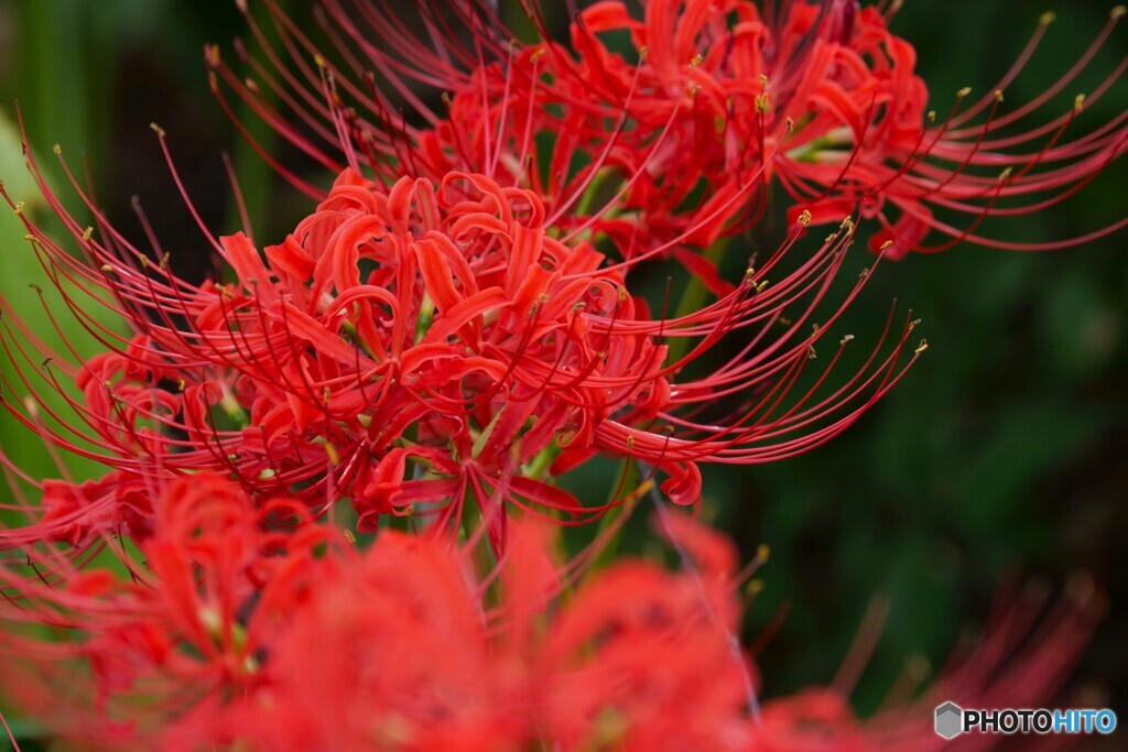 真紅の華