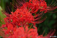 真紅の華