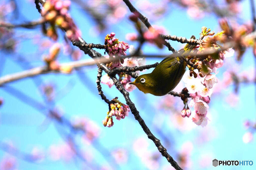 弥生の桜～xiv