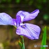 向島百花園～ⅷ