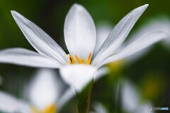純白な愛～①