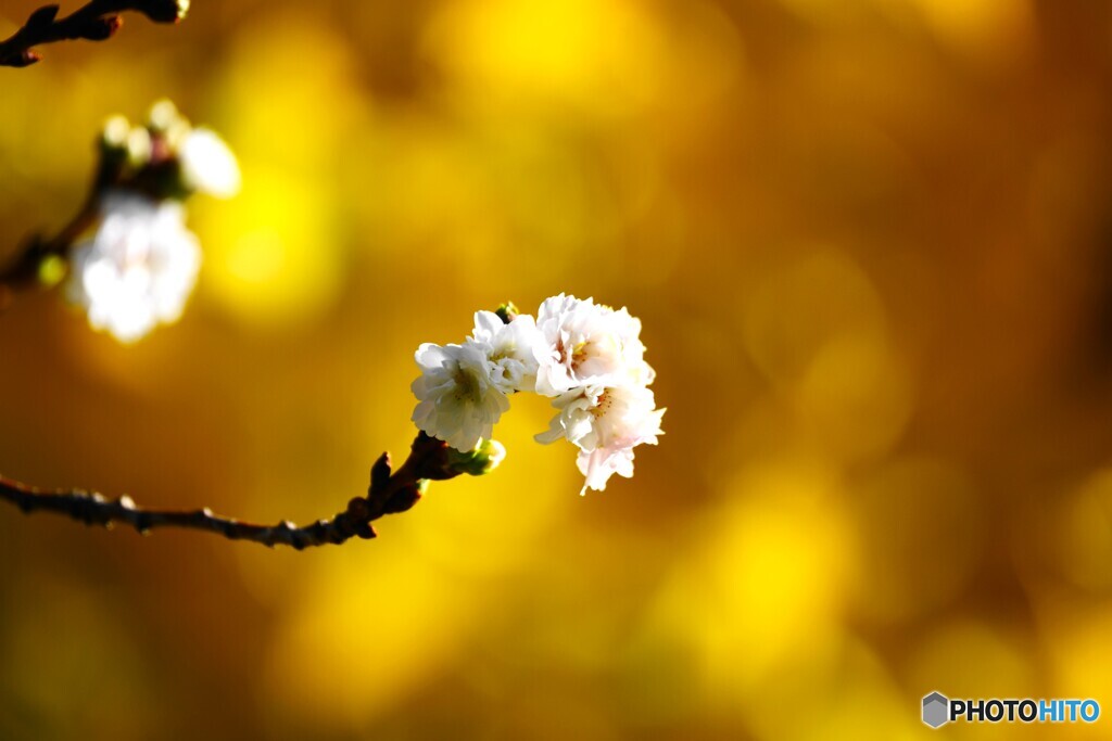 冬桜