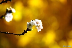 冬桜