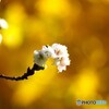 冬桜