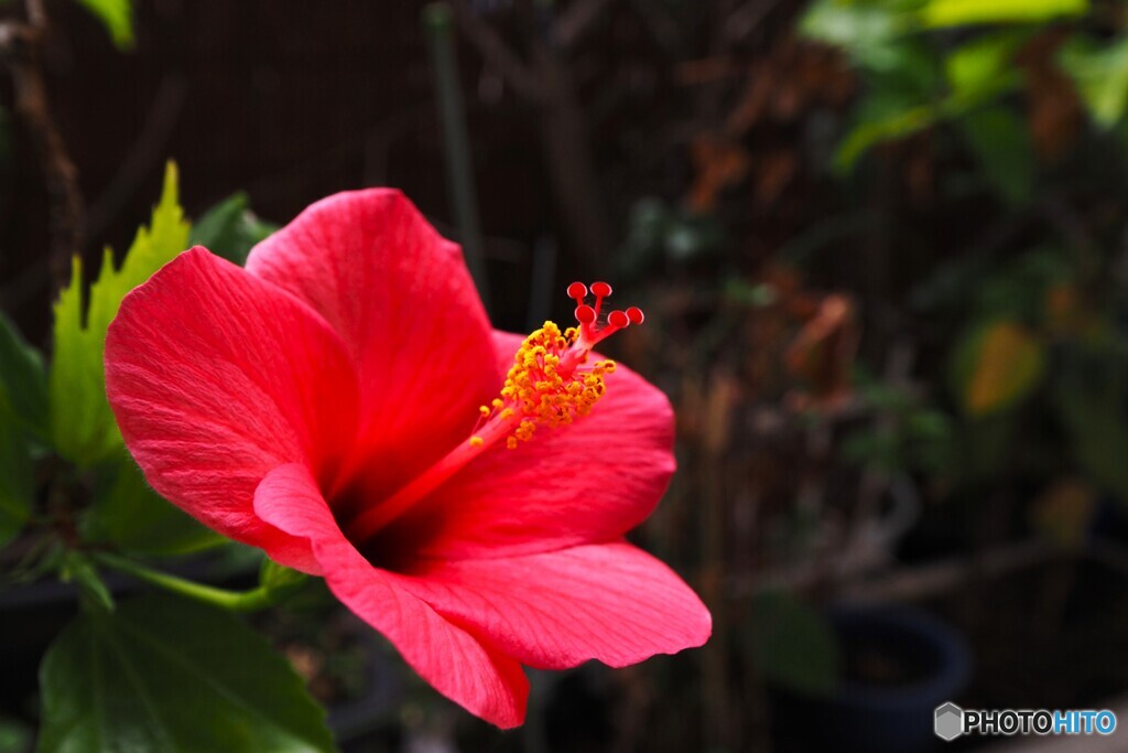 時季外れのハイビスカス～②