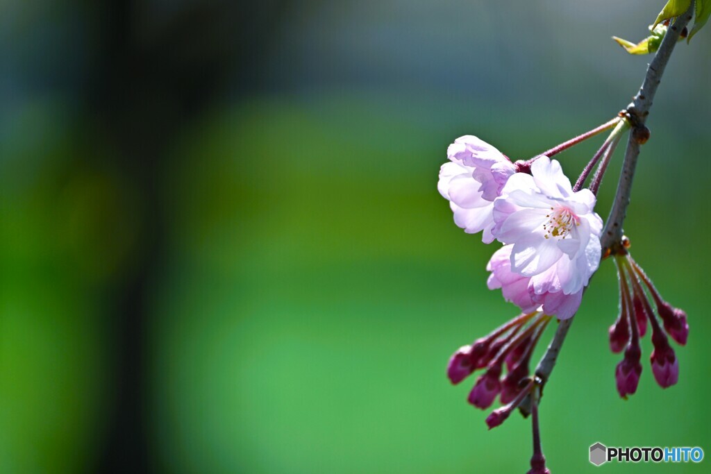 汐入枝垂れ桜