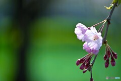 汐入枝垂れ桜
