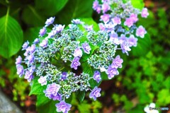 梅雨時の華～ⅵ