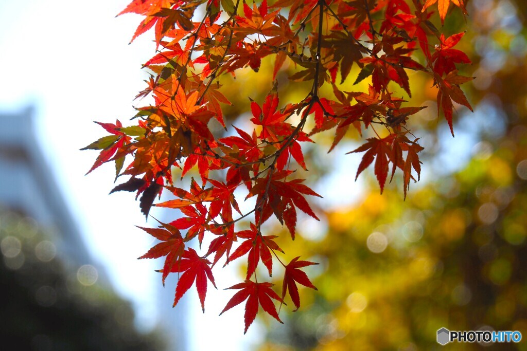 主役は紅葉