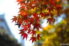 主役は紅葉