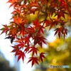 主役は紅葉