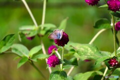 昨年、この時期に見た蝶達～①