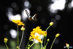 黄花とアオスジ