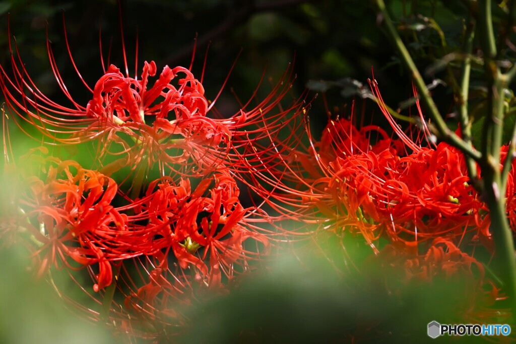 曼珠沙華の輝き