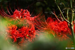 曼珠沙華の輝き