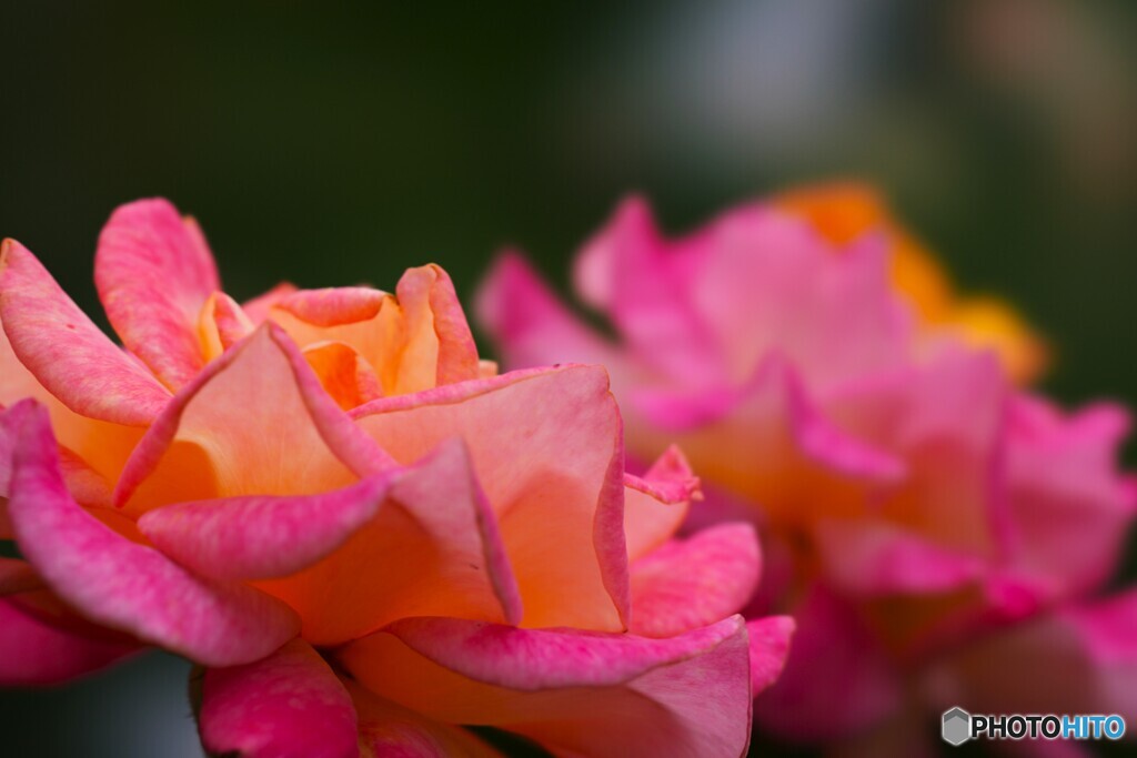 旧古川庭園の秋薔薇～xiv
