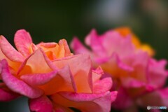 旧古川庭園の秋薔薇～xiv