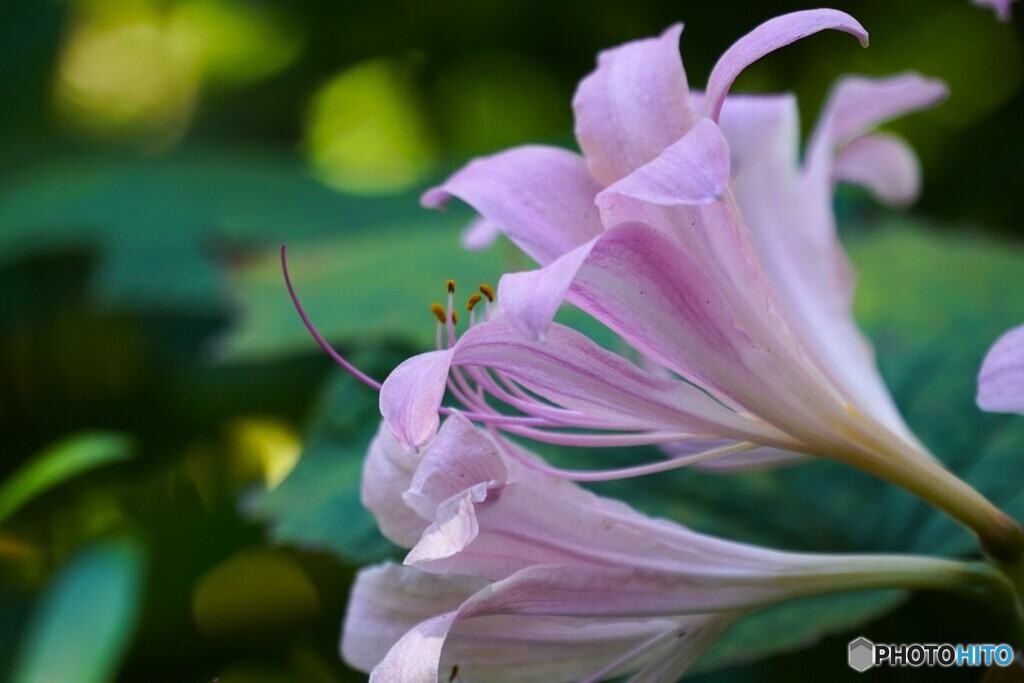 去年の夏の華～ⅱ