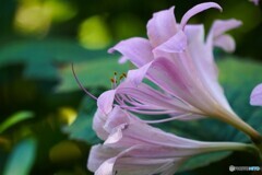 去年の夏の華～ⅱ