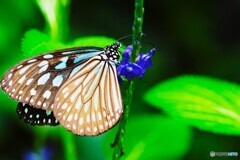 夏の生物園～⑤