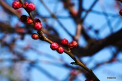 春へ踏み出す～ⅱ