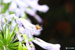 急がないと蜜がなくなる～