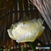 上野東照宮牡丹園～xviii