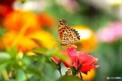薔薇に止まる