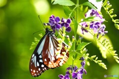 晩夏の生物園～⑧