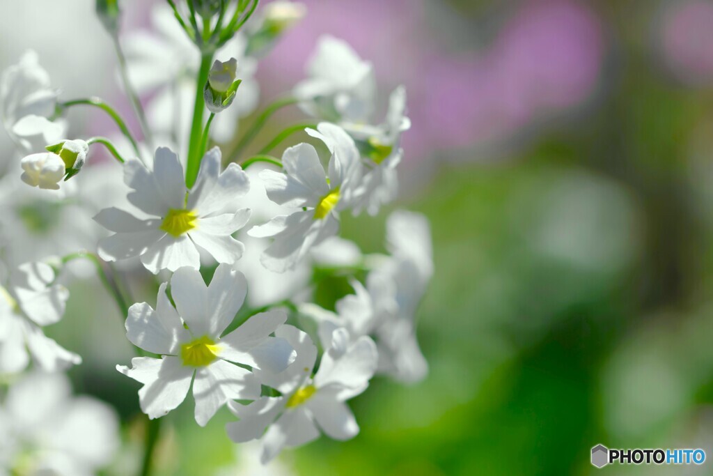 早春の花達～ⅶ