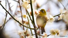 ウメジロー⑥