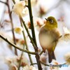 ウメジロー⑥