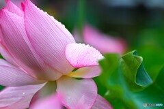 雨中の大賀蓮～Ⅳ