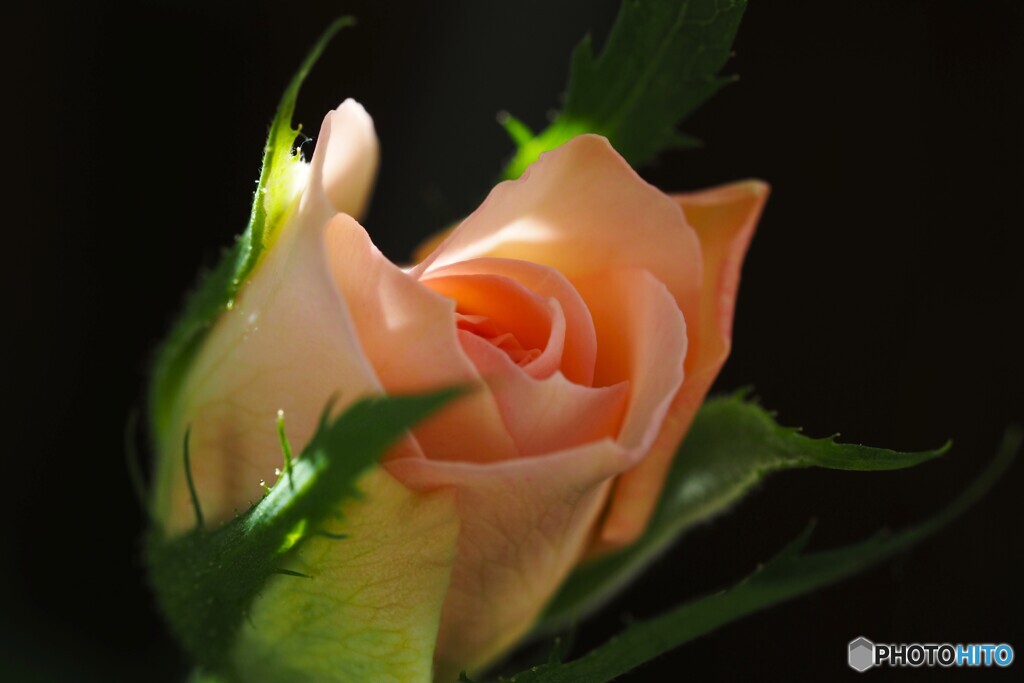 咲きだした秋薔薇