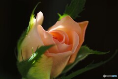 咲きだした秋薔薇