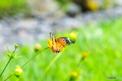 赤城自然園～⑱