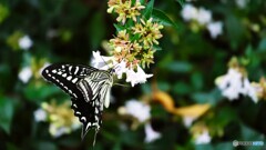 アゲハの好きな花～①