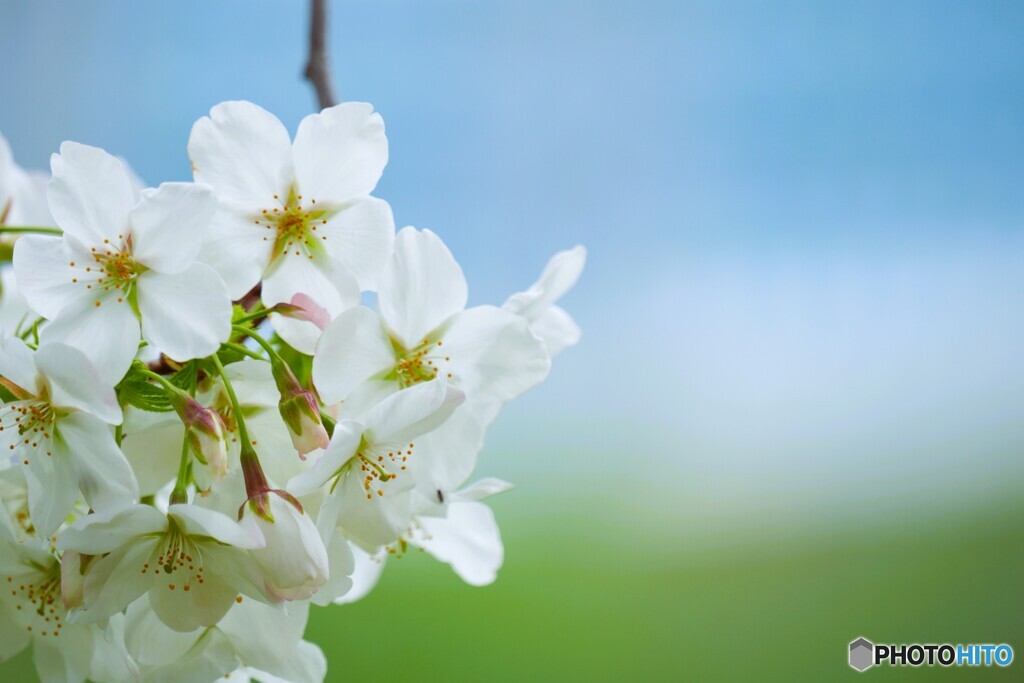 汐入大島桜～ⅳ