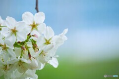 汐入大島桜～ⅳ